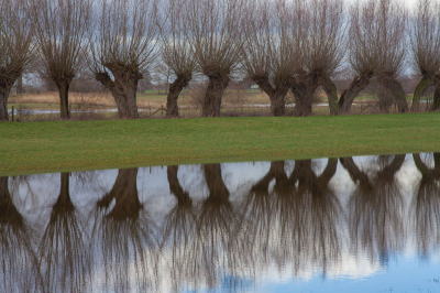 <i class='fa fa-user'></i>&nbsp;Adri Gr Nuelend&nbsp;|  Knotwilgen aan de IJssel&nbsp; <i class='fa fa-eye'>&nbsp;100</i> &nbsp;<i class='fa fa-thumbs-up'>&nbsp;1</i> &nbsp; <i class='fa fa-comment-o'>&nbsp;9</i>