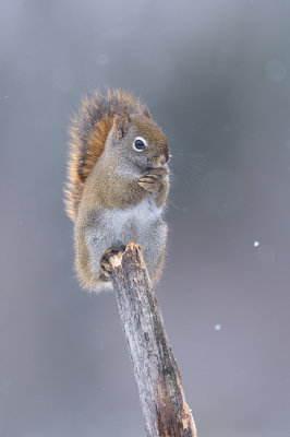 <i class='fa fa-user'></i>&nbsp;Jan Luit&nbsp;|  Amerikaanse Rode Eekhoorn&nbsp; <i class='fa fa-eye'>&nbsp;141</i> &nbsp;<i class='fa fa-thumbs-up'>&nbsp;8</i> &nbsp; <i class='fa fa-comment-o'>&nbsp;9</i>