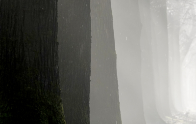 <i class='fa fa-user'></i>&nbsp;nelappelmelk&nbsp;|  Stammen&nbsp; <i class='fa fa-eye'>&nbsp;175</i> &nbsp;<i class='fa fa-thumbs-up'>&nbsp;22</i> &nbsp; <i class='fa fa-comment-o'>&nbsp;16</i>