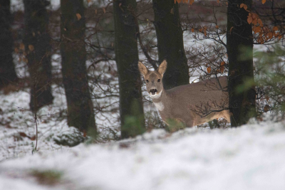 <i class='fa fa-user'></i>&nbsp;ErnovanDoorn&nbsp;|  Ree&nbsp; <i class='fa fa-eye'>&nbsp;121</i> &nbsp;<i class='fa fa-thumbs-up'>&nbsp;1</i> &nbsp; <i class='fa fa-comment-o'>&nbsp;6</i>