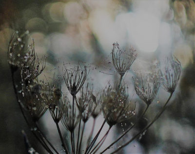 <i class='fa fa-user'></i>&nbsp;hesterb&nbsp;|  Spankracht van water cohesie en van spinrag&nbsp; <i class='fa fa-eye'>&nbsp;82</i> &nbsp; <i class='fa fa-comment-o'>&nbsp;4</i>