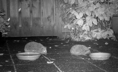 <i class='fa fa-user'></i>&nbsp;nelappelmelk&nbsp;|  Egel&nbsp; <i class='fa fa-eye'>&nbsp;173</i> &nbsp;<i class='fa fa-thumbs-up'>&nbsp;3</i> &nbsp; <i class='fa fa-comment-o'>&nbsp;12</i>