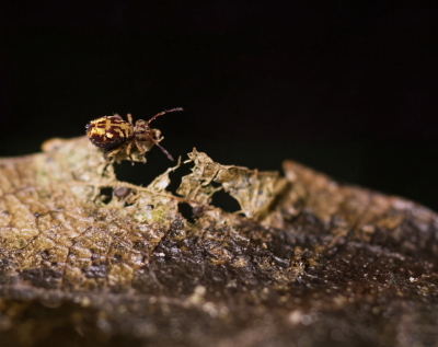<i class='fa fa-user'></i> rixte | Dicyrtomina saundersi  <i class='fa fa-eye'> 65</i>   <i class='fa fa-comment-o'> 4</i>