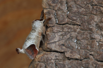 <i class='fa fa-user'></i>&nbsp;Ad Sprang&nbsp;|  Bruine Wapendrager&nbsp; <i class='fa fa-eye'>&nbsp;128</i> &nbsp;<i class='fa fa-thumbs-up'>&nbsp;11</i> &nbsp; <i class='fa fa-comment-o'>&nbsp;12</i>