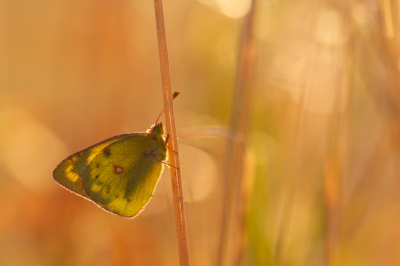 <i class='fa fa-user'></i>&nbsp;Henk Bouter&nbsp;|  Oranje Luzernevlinder&nbsp; <i class='fa fa-eye'>&nbsp;83</i> &nbsp;<i class='fa fa-thumbs-up'>&nbsp;7</i> &nbsp; <i class='fa fa-comment-o'>&nbsp;6</i>