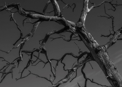 <i class='fa fa-user'></i>&nbsp;ErnovanDoorn&nbsp;|  Dode Boom&nbsp; <i class='fa fa-eye'>&nbsp;106</i> &nbsp;<i class='fa fa-thumbs-up'>&nbsp;2</i> &nbsp; <i class='fa fa-comment-o'>&nbsp;9</i>