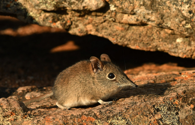 <i class='fa fa-user'></i>&nbsp;Eric Gibcus&nbsp;|  Oostelijke Rotssengi&nbsp; <i class='fa fa-eye'>&nbsp;117</i> &nbsp;<i class='fa fa-thumbs-up'>&nbsp;7</i> &nbsp; <i class='fa fa-comment-o'>&nbsp;9</i>