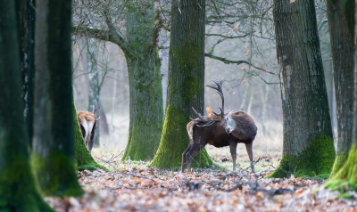 <i class='fa fa-user'></i>&nbsp;Ties Niehof&nbsp;|  Edelhert&nbsp; <i class='fa fa-eye'>&nbsp;152</i> &nbsp;<i class='fa fa-thumbs-up'>&nbsp;2</i> &nbsp; <i class='fa fa-comment-o'>&nbsp;7</i>