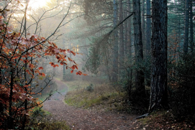 <i class='fa fa-user'></i>&nbsp;hesterb&nbsp;|  Duin-boswandeling&nbsp; <i class='fa fa-eye'>&nbsp;132</i> &nbsp;<i class='fa fa-thumbs-up'>&nbsp;1</i> &nbsp; <i class='fa fa-comment-o'>&nbsp;9</i>