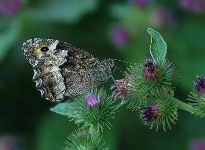 <i class='fa fa-user'></i>&nbsp;Jurgen Maassen&nbsp;|  Grote Boswachter&nbsp; <i class='fa fa-eye'>&nbsp;131</i> &nbsp;<i class='fa fa-thumbs-up'>&nbsp;3</i> &nbsp; <i class='fa fa-comment-o'>&nbsp;8</i>