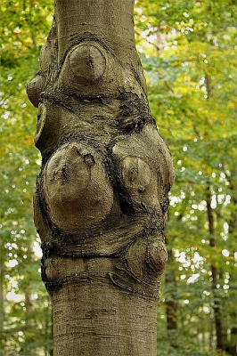 <i class='fa fa-user'></i>&nbsp;frbeuming&nbsp;|  Beuk met littekens&nbsp; <i class='fa fa-eye'>&nbsp;90</i> &nbsp; <i class='fa fa-comment-o'>&nbsp;1</i>