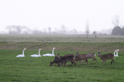 Terwijl ik de wilde zwanen aan het bekijken was, kwam er een aantal reen een kijkje nemen. Ik was even verbaasd als de wilde zwanen. Vanuit de auto heb ik ze een tijdje gadegeslagen...