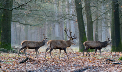 <i class='fa fa-user'></i>&nbsp;Ties Niehof&nbsp;|  Edelhert&nbsp; <i class='fa fa-eye'>&nbsp;132</i> &nbsp;<i class='fa fa-thumbs-up'>&nbsp;7</i> &nbsp; <i class='fa fa-comment-o'>&nbsp;5</i>