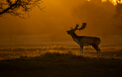 <i class='fa fa-user'></i>&nbsp;Patrick Blom&nbsp;|  Damhert&nbsp; <i class='fa fa-eye'>&nbsp;111</i> &nbsp;<i class='fa fa-thumbs-up'>&nbsp;9</i> &nbsp; <i class='fa fa-comment-o'>&nbsp;7</i>