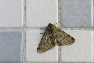 <i class='fa fa-user'></i>&nbsp;Ad Sprang&nbsp;|  Perentak&nbsp; <i class='fa fa-eye'>&nbsp;64</i> &nbsp;<i class='fa fa-thumbs-up'>&nbsp;1</i> &nbsp; <i class='fa fa-comment-o'>&nbsp;7</i>