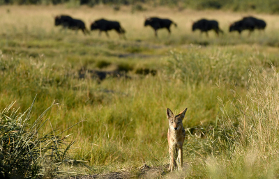 <i class='fa fa-user'></i>&nbsp;Eric Gibcus&nbsp;|  Zadeljakhals&nbsp; <i class='fa fa-eye'>&nbsp;146</i> &nbsp;<i class='fa fa-thumbs-up'>&nbsp;1</i> &nbsp; <i class='fa fa-comment-o'>&nbsp;2</i>