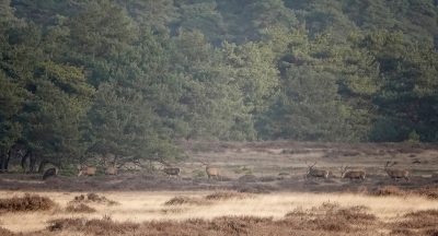 <i class='fa fa-user'></i>&nbsp;nelappelmelk&nbsp;|  Edelhert&nbsp; <i class='fa fa-eye'>&nbsp;141</i> &nbsp;<i class='fa fa-thumbs-up'>&nbsp;1</i> &nbsp; <i class='fa fa-comment-o'>&nbsp;8</i>