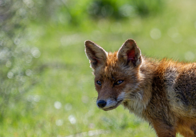 <i class='fa fa-user'></i>&nbsp;Henk Bouter&nbsp;|  Vos&nbsp; <i class='fa fa-eye'>&nbsp;132</i> &nbsp; <i class='fa fa-comment-o'>&nbsp;2</i>