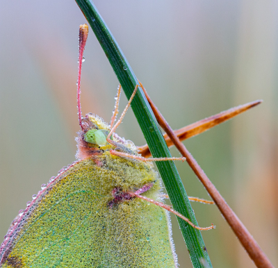 <i class='fa fa-user'></i>&nbsp;Henk Bouter&nbsp;|  Oranje Luzernevlinder&nbsp; <i class='fa fa-eye'>&nbsp;106</i> &nbsp;<i class='fa fa-thumbs-up'>&nbsp;4</i> &nbsp; <i class='fa fa-comment-o'>&nbsp;4</i>