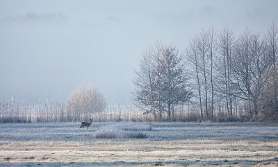 <i class='fa fa-user'></i>&nbsp;nelappelmelk&nbsp;|  Ree&nbsp; <i class='fa fa-eye'>&nbsp;123</i> &nbsp;<i class='fa fa-thumbs-up'>&nbsp;1</i> &nbsp; <i class='fa fa-comment-o'>&nbsp;8</i>