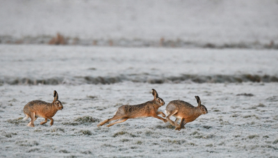 <i class='fa fa-user'></i>&nbsp;Eric Gibcus&nbsp;|  Haas&nbsp; <i class='fa fa-eye'>&nbsp;142</i> &nbsp;<i class='fa fa-thumbs-up'>&nbsp;3</i> &nbsp; <i class='fa fa-comment-o'>&nbsp;5</i>