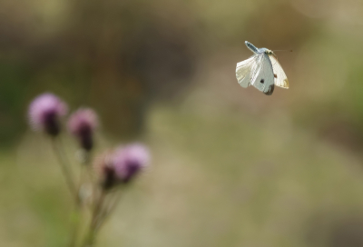 <i class='fa fa-user'></i>&nbsp;Jurgen Maassen&nbsp;|  Klein Koolwitje&nbsp; <i class='fa fa-eye'>&nbsp;113</i> &nbsp;<i class='fa fa-thumbs-up'>&nbsp;1</i> &nbsp; <i class='fa fa-comment-o'>&nbsp;3</i>