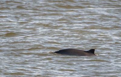 <i class='fa fa-user'></i>&nbsp;Eef Kieft&nbsp;|  Bruinvis&nbsp; <i class='fa fa-eye'>&nbsp;118</i> &nbsp;<i class='fa fa-thumbs-up'>&nbsp;2</i> &nbsp; <i class='fa fa-comment-o'>&nbsp;3</i>