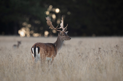 <i class='fa fa-user'></i>&nbsp;AlexRoetemeijer&nbsp;|  Damhert&nbsp; <i class='fa fa-eye'>&nbsp;122</i> &nbsp;<i class='fa fa-thumbs-up'>&nbsp;1</i> &nbsp; <i class='fa fa-comment-o'>&nbsp;7</i>