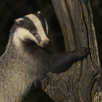 <i class='fa fa-user'></i>&nbsp;Luc Meert&nbsp;|  Das&nbsp; <i class='fa fa-eye'>&nbsp;194</i> &nbsp;<i class='fa fa-thumbs-up'>&nbsp;10</i> &nbsp; <i class='fa fa-comment-o'>&nbsp;11</i>