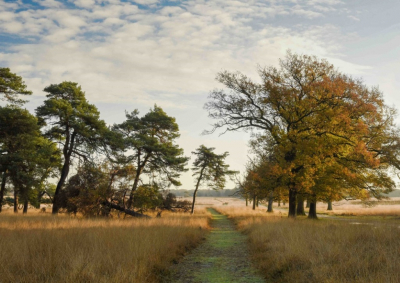 <i class='fa fa-user'></i>&nbsp;ErnovanDoorn&nbsp;|  Herfst kleuren&nbsp; <i class='fa fa-eye'>&nbsp;98</i> &nbsp;<i class='fa fa-thumbs-up'>&nbsp;1</i> &nbsp; <i class='fa fa-comment-o'>&nbsp;11</i>