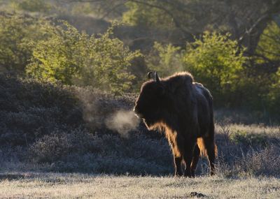 <i class='fa fa-user'></i>&nbsp;Eef Kieft&nbsp;|  Wisent&nbsp; <i class='fa fa-eye'>&nbsp;151</i> &nbsp;<i class='fa fa-thumbs-up'>&nbsp;9</i> &nbsp; <i class='fa fa-comment-o'>&nbsp;12</i>