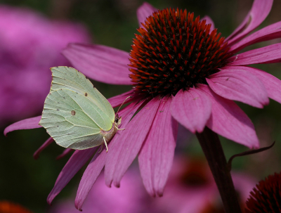 <i class='fa fa-user'></i>&nbsp;Ad Sprang&nbsp;|  Citroenvlinder&nbsp; <i class='fa fa-eye'>&nbsp;76</i> &nbsp;<i class='fa fa-thumbs-up'>&nbsp;6</i> &nbsp; <i class='fa fa-comment-o'>&nbsp;9</i>