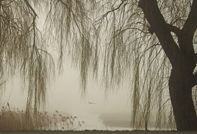 <i class='fa fa-user'></i>&nbsp;Cor&nbsp;|  Dichte Mist&nbsp; <i class='fa fa-eye'>&nbsp;120</i> &nbsp;<i class='fa fa-thumbs-up'>&nbsp;10</i> &nbsp; <i class='fa fa-comment-o'>&nbsp;11</i>