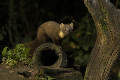 <i class='fa fa-user'></i>&nbsp;Luc Meert&nbsp;|  Boommarter&nbsp; <i class='fa fa-eye'>&nbsp;194</i> &nbsp;<i class='fa fa-thumbs-up'>&nbsp;9</i> &nbsp; <i class='fa fa-comment-o'>&nbsp;9</i>