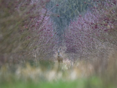 <i class='fa fa-user'></i>&nbsp;robert-jan&nbsp;|  Ree&nbsp; <i class='fa fa-eye'>&nbsp;170</i> &nbsp;<i class='fa fa-thumbs-up'>&nbsp;10</i> &nbsp; <i class='fa fa-comment-o'>&nbsp;8</i>