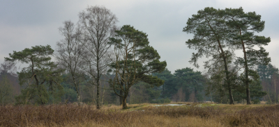 <i class='fa fa-user'></i>&nbsp;margreet van vliet&nbsp;|  Winterkou op het Leersumse veld&nbsp; <i class='fa fa-eye'>&nbsp;59</i> &nbsp; <i class='fa fa-comment-o'>&nbsp;11</i>
