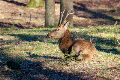 <i class='fa fa-user'></i>&nbsp;Joop Gerretse&nbsp;|  Edelhert&nbsp; <i class='fa fa-eye'>&nbsp;100</i> &nbsp;<i class='fa fa-thumbs-up'>&nbsp;1</i> &nbsp; <i class='fa fa-comment-o'>&nbsp;2</i>