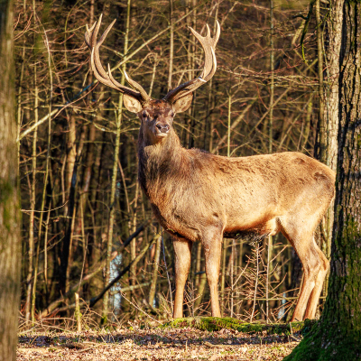 <i class='fa fa-user'></i>&nbsp;Joop Gerretse&nbsp;|  Edelhert&nbsp; <i class='fa fa-eye'>&nbsp;135</i> &nbsp;<i class='fa fa-thumbs-up'>&nbsp;2</i> &nbsp; <i class='fa fa-comment-o'>&nbsp;5</i>