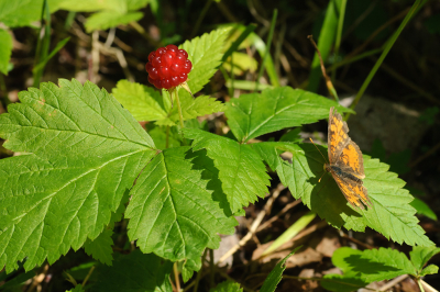 <i class='fa fa-user'></i> Jan Luit | Rubus pubescens  <i class='fa fa-eye'> 72</i>   <i class='fa fa-comment-o'> 5</i>