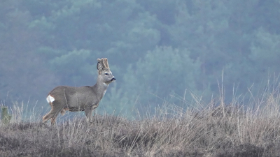 <i class='fa fa-user'></i>&nbsp;nelappelmelk&nbsp;|  Ree&nbsp; <i class='fa fa-eye'>&nbsp;124</i> &nbsp;<i class='fa fa-thumbs-up'>&nbsp;5</i> &nbsp; <i class='fa fa-comment-o'>&nbsp;7</i>