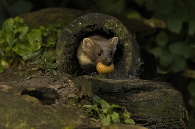 <i class='fa fa-user'></i>&nbsp;Luc Meert&nbsp;|  Boommarter&nbsp; <i class='fa fa-eye'>&nbsp;189</i> &nbsp;<i class='fa fa-thumbs-up'>&nbsp;4</i> &nbsp; <i class='fa fa-comment-o'>&nbsp;6</i>