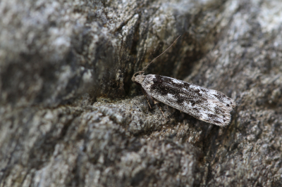 <i class='fa fa-user'></i>&nbsp;Robert Rodenburg&nbsp;|  Spikkelpalpmot&nbsp; <i class='fa fa-eye'>&nbsp;54</i> &nbsp;<i class='fa fa-thumbs-up'>&nbsp;1</i> &nbsp; <i class='fa fa-comment-o'>&nbsp;5</i>