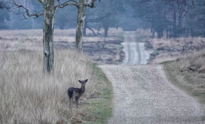 <i class='fa fa-user'></i>&nbsp;nelappelmelk&nbsp;|  Damhert&nbsp; <i class='fa fa-eye'>&nbsp;119</i> &nbsp;<i class='fa fa-thumbs-up'>&nbsp;1</i> &nbsp; <i class='fa fa-comment-o'>&nbsp;3</i>