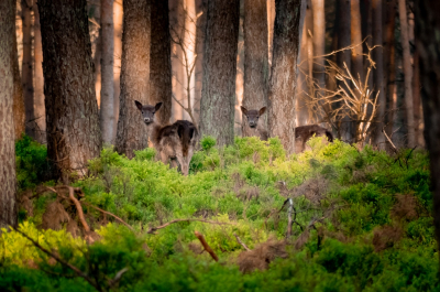 <i class='fa fa-user'></i>&nbsp;ErnovanDoorn&nbsp;|  Damhert&nbsp; <i class='fa fa-eye'>&nbsp;109</i> &nbsp; <i class='fa fa-comment-o'>&nbsp;10</i>