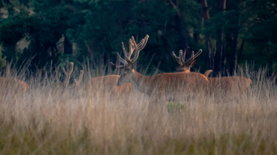 <i class='fa fa-user'></i>&nbsp;ErnovanDoorn&nbsp;|  Edelhert&nbsp; <i class='fa fa-eye'>&nbsp;112</i> &nbsp; <i class='fa fa-comment-o'>&nbsp;5</i>