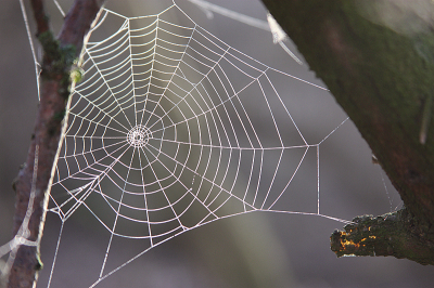 <i class='fa fa-user'></i>&nbsp;Paul Vandebroek&nbsp;|  Spinnenweb&nbsp; <i class='fa fa-eye'>&nbsp;72</i> &nbsp;<i class='fa fa-thumbs-up'>&nbsp;2</i> &nbsp; <i class='fa fa-comment-o'>&nbsp;3</i>