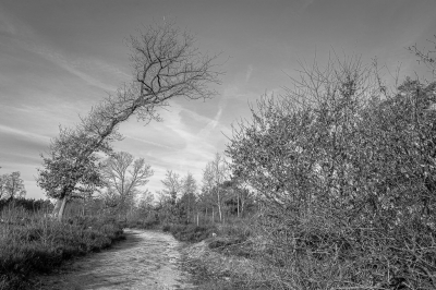 <i class='fa fa-user'></i>&nbsp;Joop Gerretse&nbsp;|  Landschap in zwart/wit&nbsp; <i class='fa fa-eye'>&nbsp;81</i> &nbsp;<i class='fa fa-thumbs-up'>&nbsp;1</i> &nbsp; <i class='fa fa-comment-o'>&nbsp;3</i>