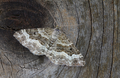 <i class='fa fa-user'></i>&nbsp;Robert Rodenburg&nbsp;|  Gewone Bandspanner&nbsp; <i class='fa fa-eye'>&nbsp;81</i> &nbsp;<i class='fa fa-thumbs-up'>&nbsp;6</i> &nbsp; <i class='fa fa-comment-o'>&nbsp;8</i>