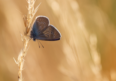 <i class='fa fa-user'></i>&nbsp;Henk Bouter&nbsp;|  Klaverblauwtje&nbsp; <i class='fa fa-eye'>&nbsp;68</i> &nbsp;<i class='fa fa-thumbs-up'>&nbsp;5</i> &nbsp; <i class='fa fa-comment-o'>&nbsp;4</i>