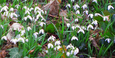 <i class='fa fa-user'></i> B.M.Schouten-Ruis | Gewoon Sneeuwklokje  <i class='fa fa-eye'> 68</i>   <i class='fa fa-comment-o'> 1</i>